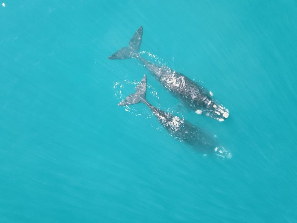 Ballena. Foto: Rewilding Argentina.