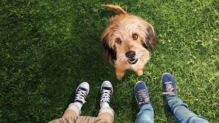 Películas protagonizadas por mascotas: Benji. Foto: Netflix