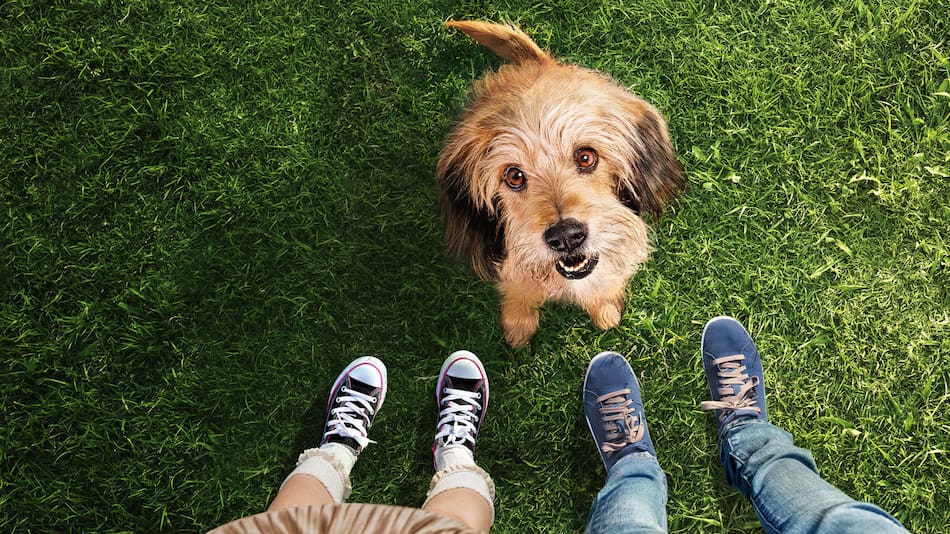 Películas protagonizadas por mascotas: Benji. Foto: Netflix