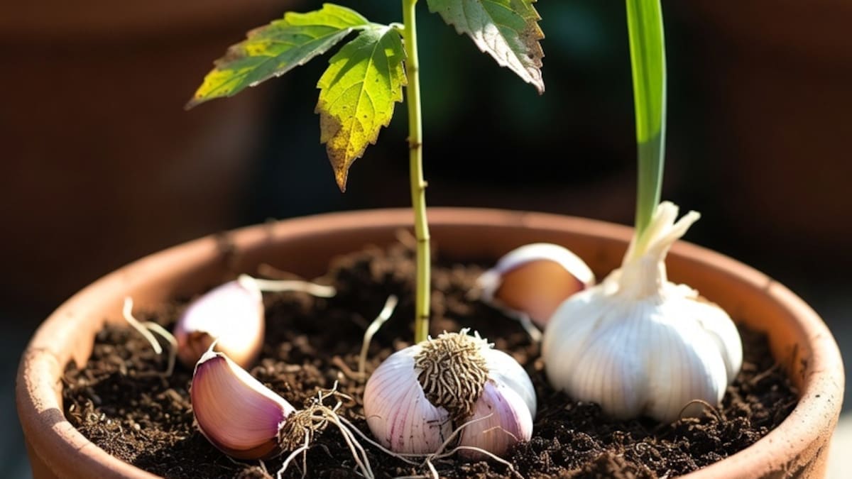 El truco del diente de ajo en la maceta: para qué sirve enterrarlo y cómo protege las raíces de tus plantas