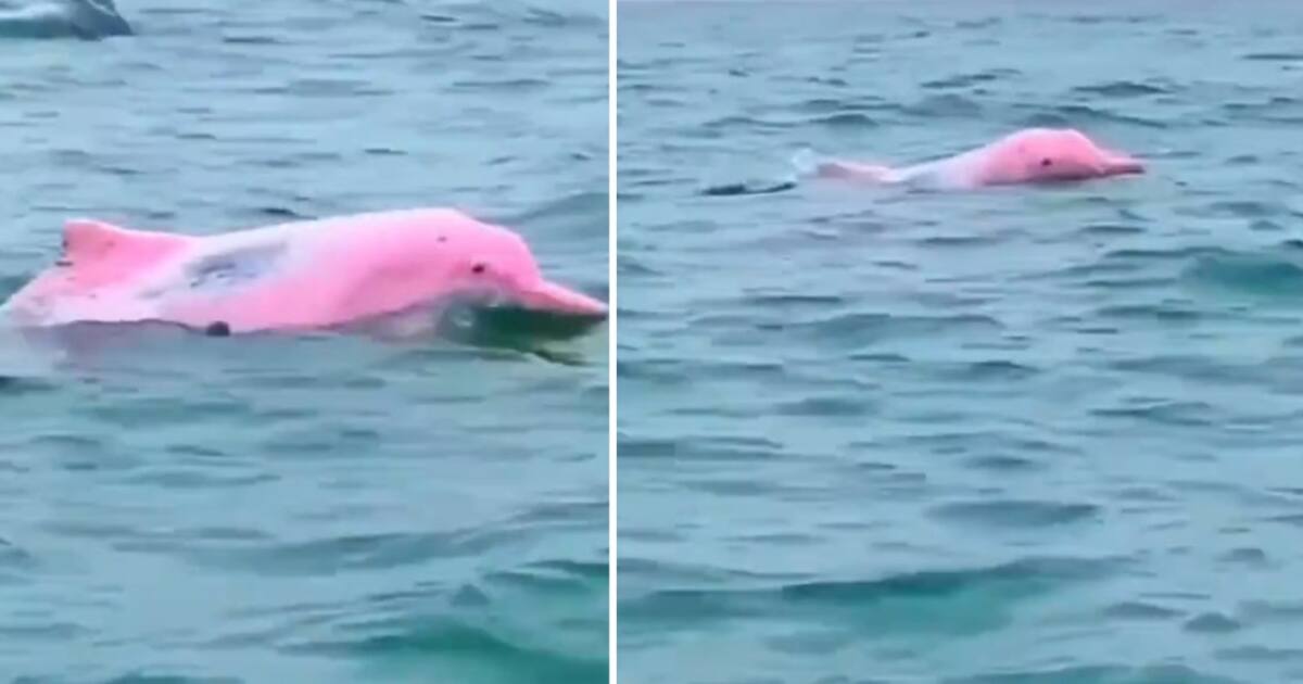Histórico: un pescador se encontró con un delfín rosa en las aguas del ...
