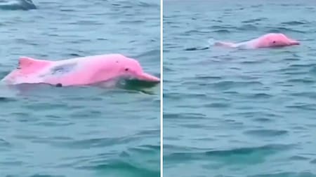 Avistamiento de delfines rosas.