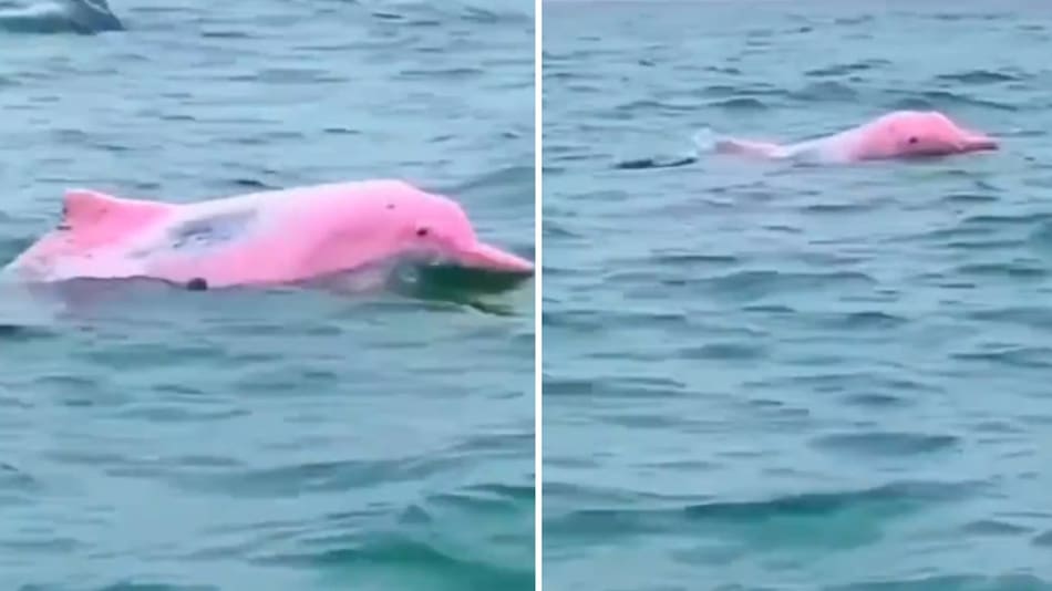 Avistamiento de delfines rosas.