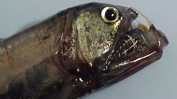 Un misterioso depredador: el pez que vive en las profundidades del océano y sorprende a los científicos por su supervivencia