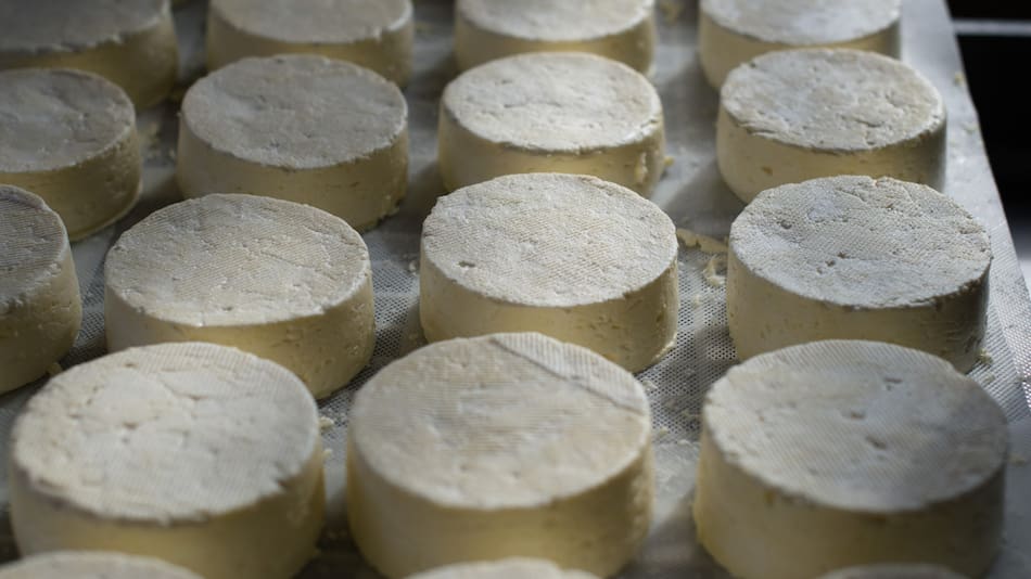 El queso Afuega’l Pitu es originario de las Asturias. Unsplash.