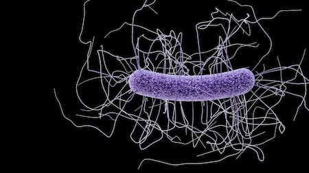 Cáncer de ovarios: según estudio, los microbiomas son indicadores para la detección precoz