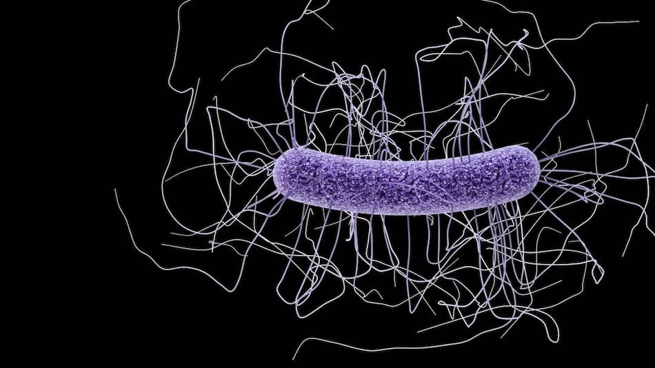 Microbioma, salud. Foto: REUTERS
