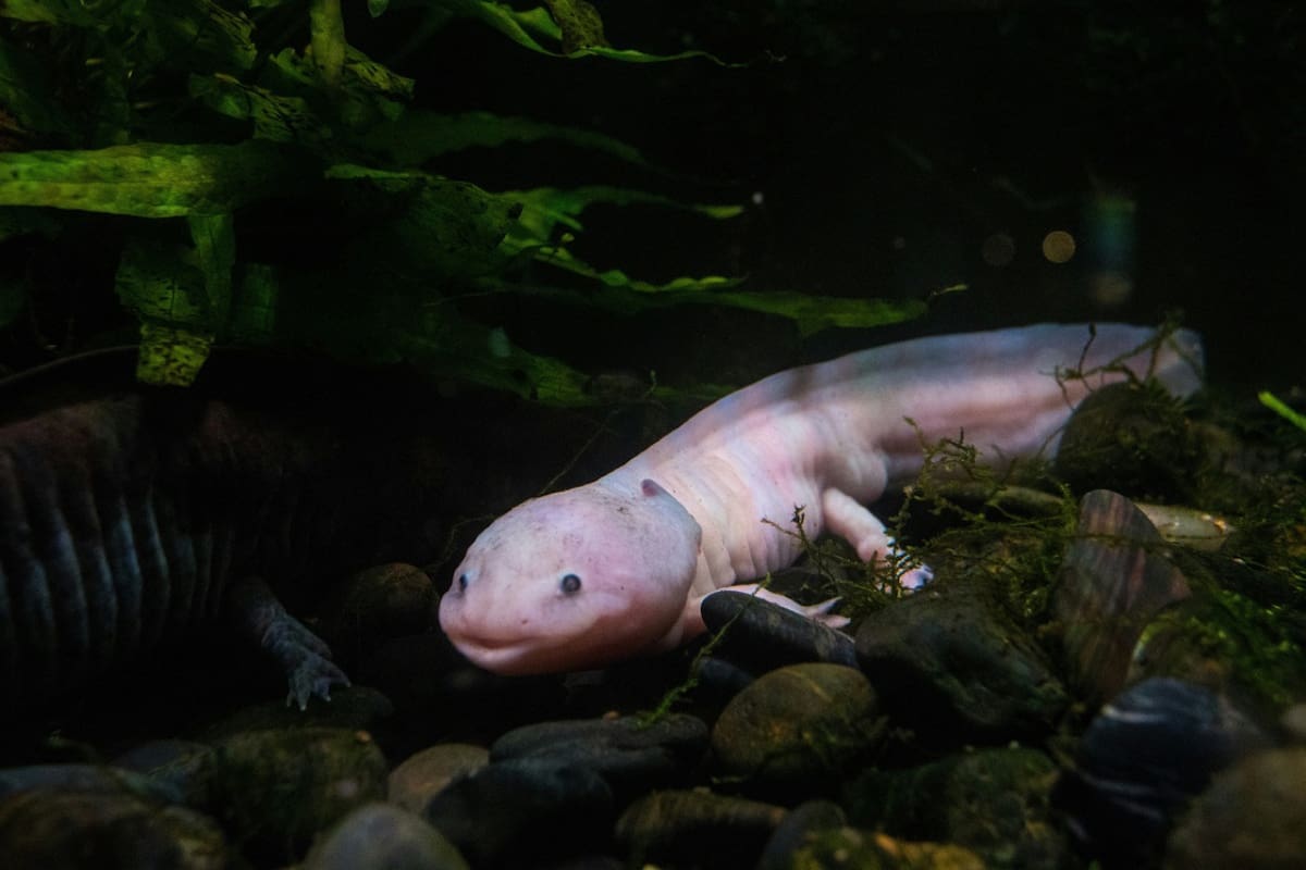Ajolote; animal; anfibio. Foto: Unsplash.