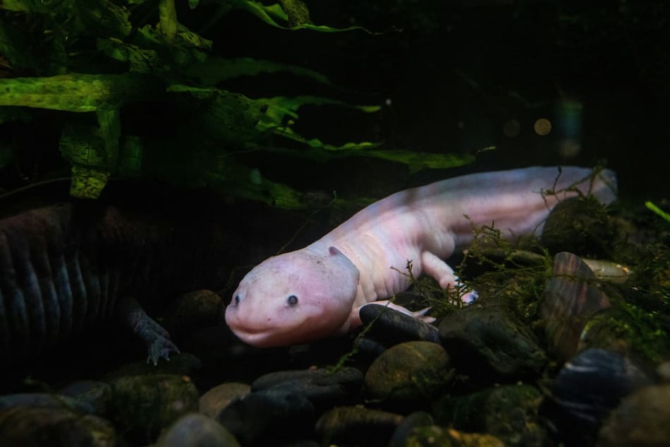 Ajolote; animal; anfibio. Foto: Unsplash.