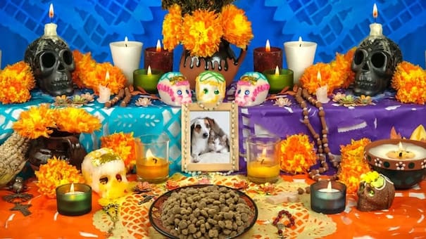 Día de Muertos para las mascotas: los detalles de la tradición mexicana para recordar a los animales