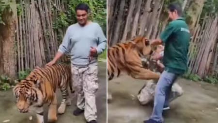 Imágenes impactantes: un tigre atacó a un hombre que intentaba tomarse una selfie