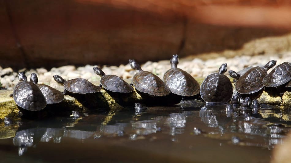 Tortugas de río. Foto: EFE