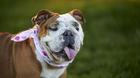 Deberían estar prohibidas: cuáles son las 5 razas que los veterinarios no recomiendan tener