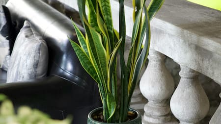 La lengua de suegra prefiere la luz indirecta.