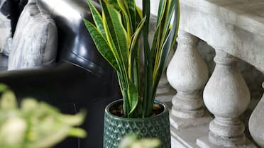 Lengua de suegra: el error común durante el verano que puede matar una de las plantas más bonitas de casa