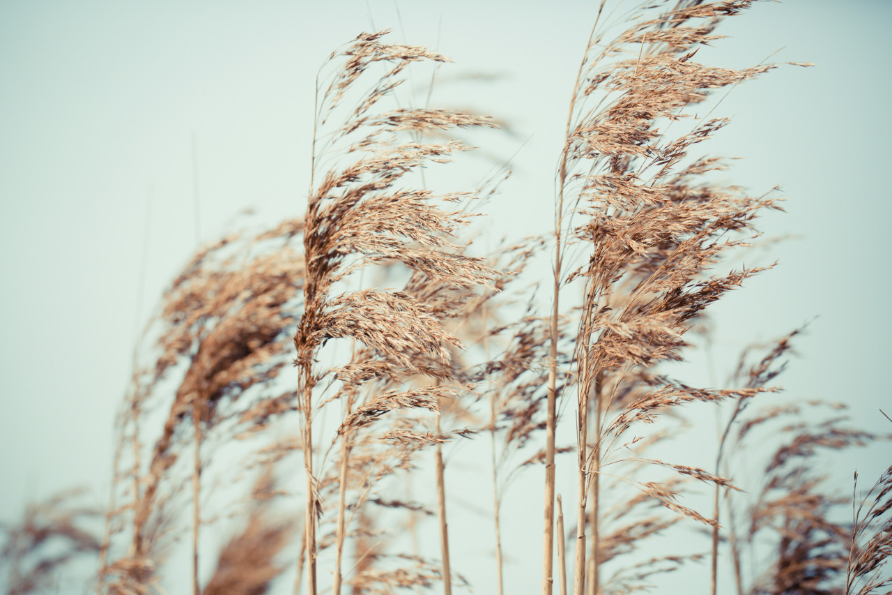 El fenómeno de La Niña afectaría al campo argentino. Foto: Unsplash