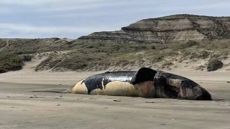 Ballena muerta en Chubut. Foto: chubutline.
