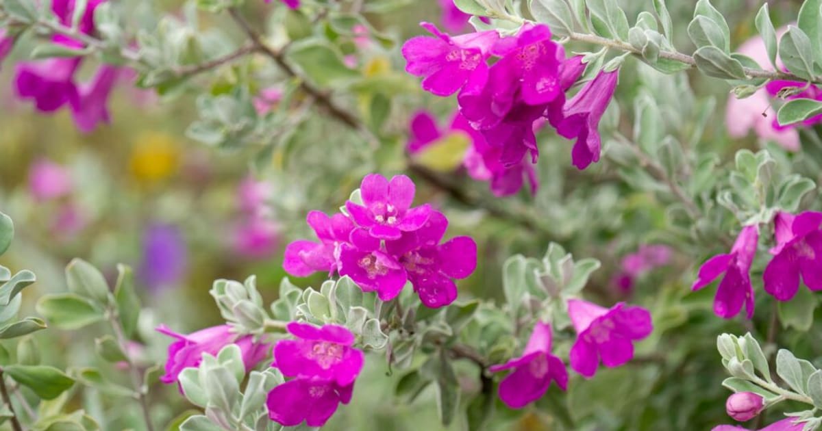 planta