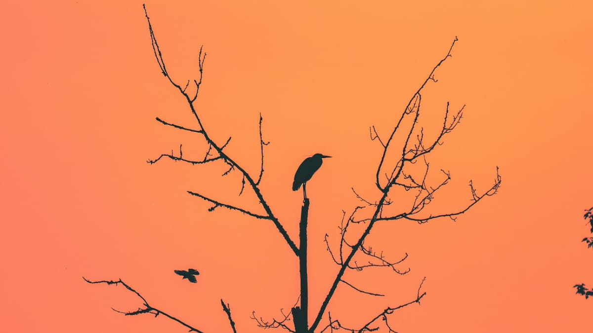 Halcones; incendios. Foto: Unsplash.