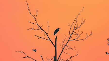 Halcones; incendios. Foto: Unsplash.