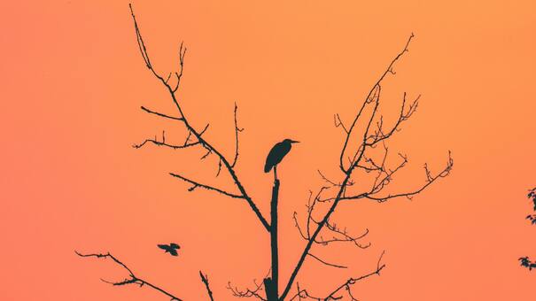 Aves pirómanas: qué son los halcones de fuego y cómo actúan para causar incendios forestales