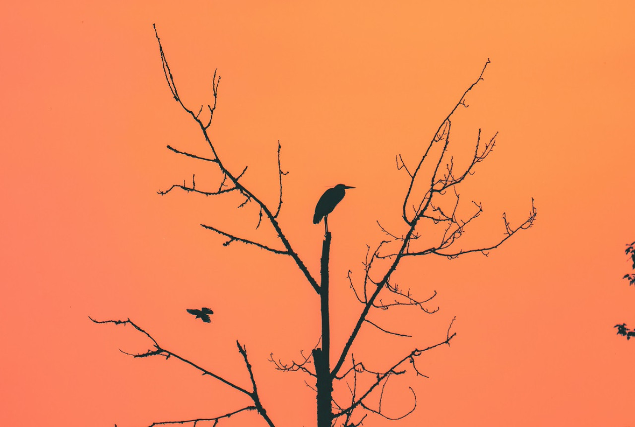 Halcones; incendios. Foto: Unsplash.
