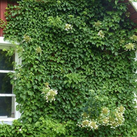 Hortensia trepadora. Fuente: Boreal Garden