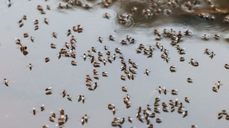 Dengue; mosquito; aedes aegypti. Foto: Reuters.