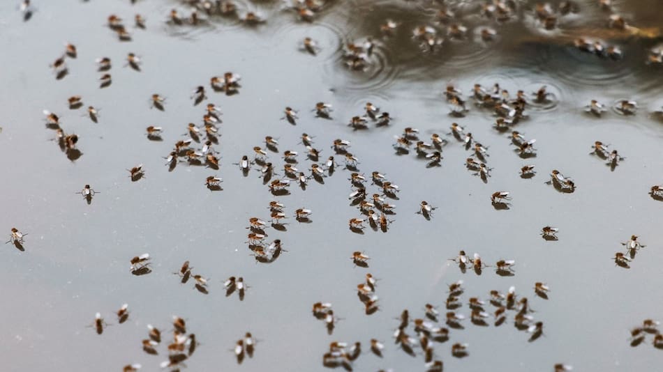 Dengue; mosquito; aedes aegypti. Foto: Reuters.