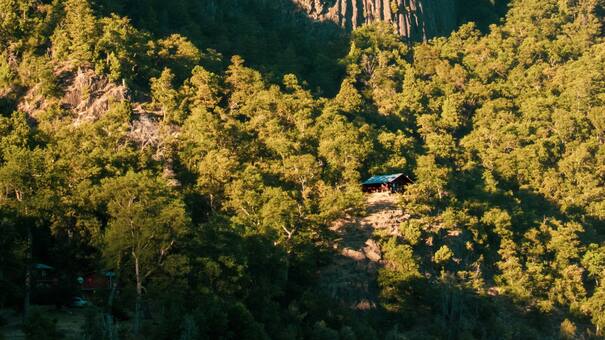 Maravilla de la naturaleza: avistaron ciervos nativos en la Patagonia y todo quedó registrado