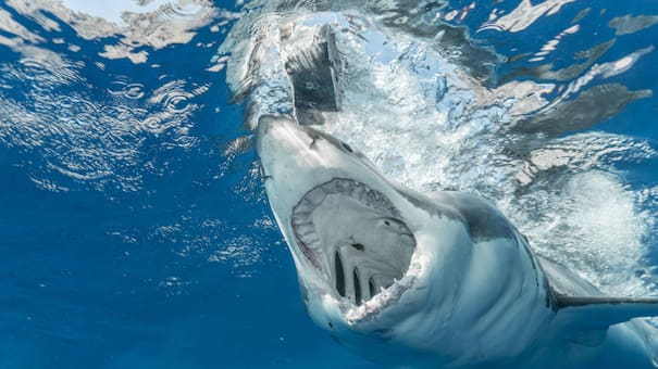 Terror en las playas de Florida: un pescador está internado tras atrapar un tiburón y sufrir una "grave" mordedura