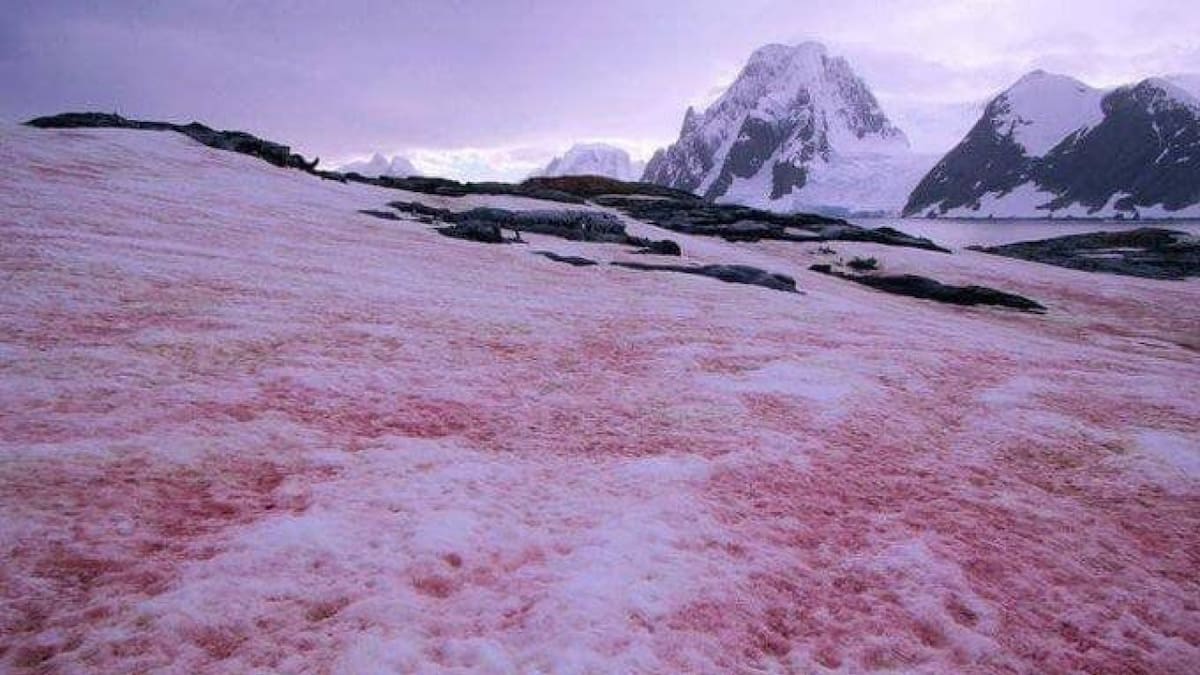"Nieve de sandía": el extraño fenómeno que experimentan los glaciares y su impacto sobre los ecosistemas