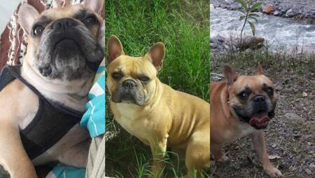 Francisco, el bull dog francés desaparecido.