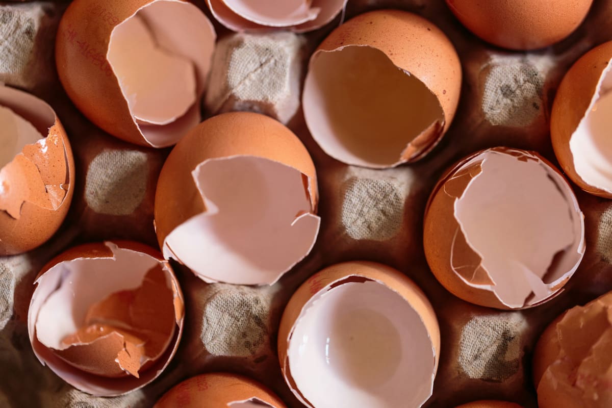 Cáscara de huevo. Foto: Unsplash.