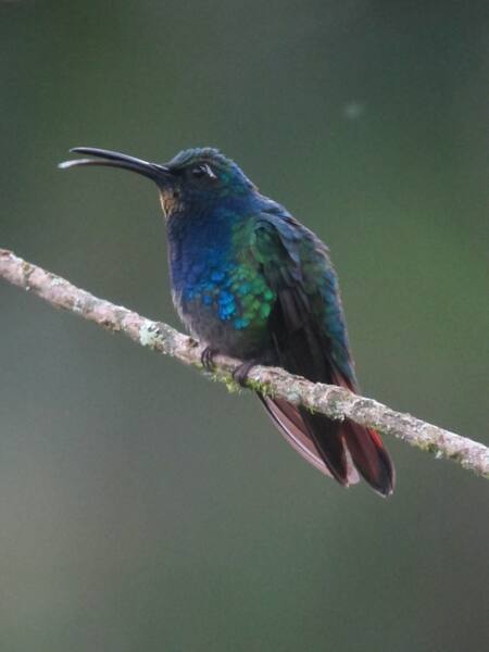 Colibrí ala de sable de santa marta. Foto: Wikipedia