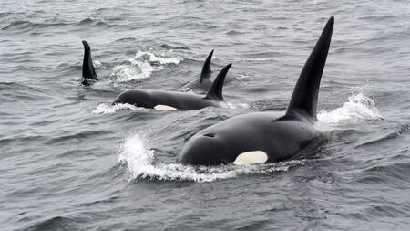 Un grupo de orcas atacan barcos de Ocean Race. Foto: Unsplash