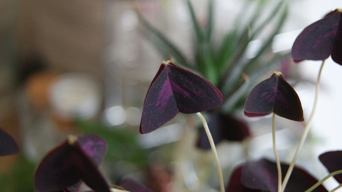 Oxalis triangularis.