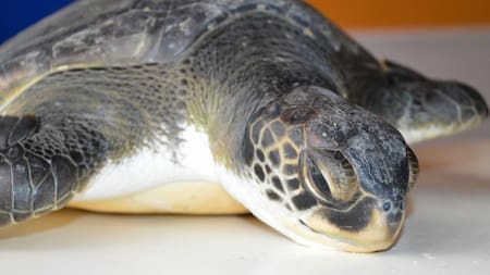 Tortuga marina rescatada que defeca gran cantidad de basura