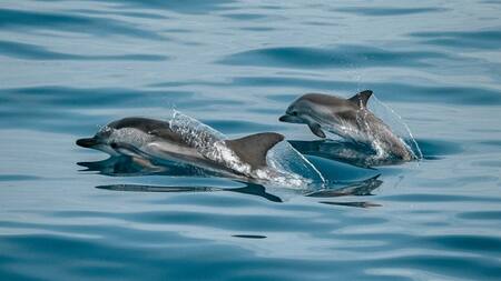 Delfines. Foto: Unsplash.