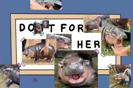 Los mejores memes de Moo Deng. Fuente: X