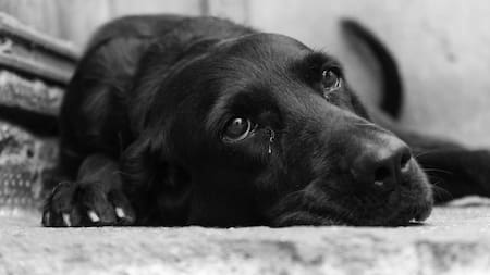 Las vacunas son la herramienta más efectiva para proteger a perros y gatos. Foto: Unsplash.
