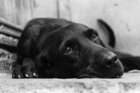 Perro; mascota. Foto: Unsplash.