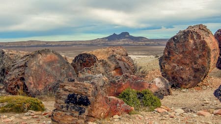 Un templo de la naturaleza en la Patagonia: el bosque fósil que desafía al tiempo en medio de la nada