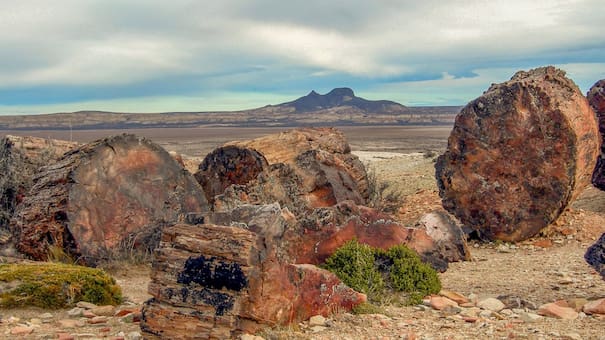 Un templo de la naturaleza en la Patagonia: el bosque fósil que desafía al tiempo en medio de la nada