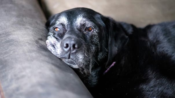 ¿Vivís en departamento y querés un perro?: las 5 razas que casi no ladran