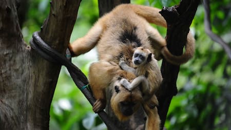 Monos Carayá. Foto: X