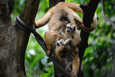 Monos Carayá. Foto: X
