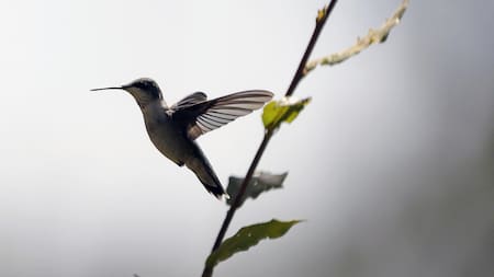 Un colibrí volando en el santuario. Foto EFE.