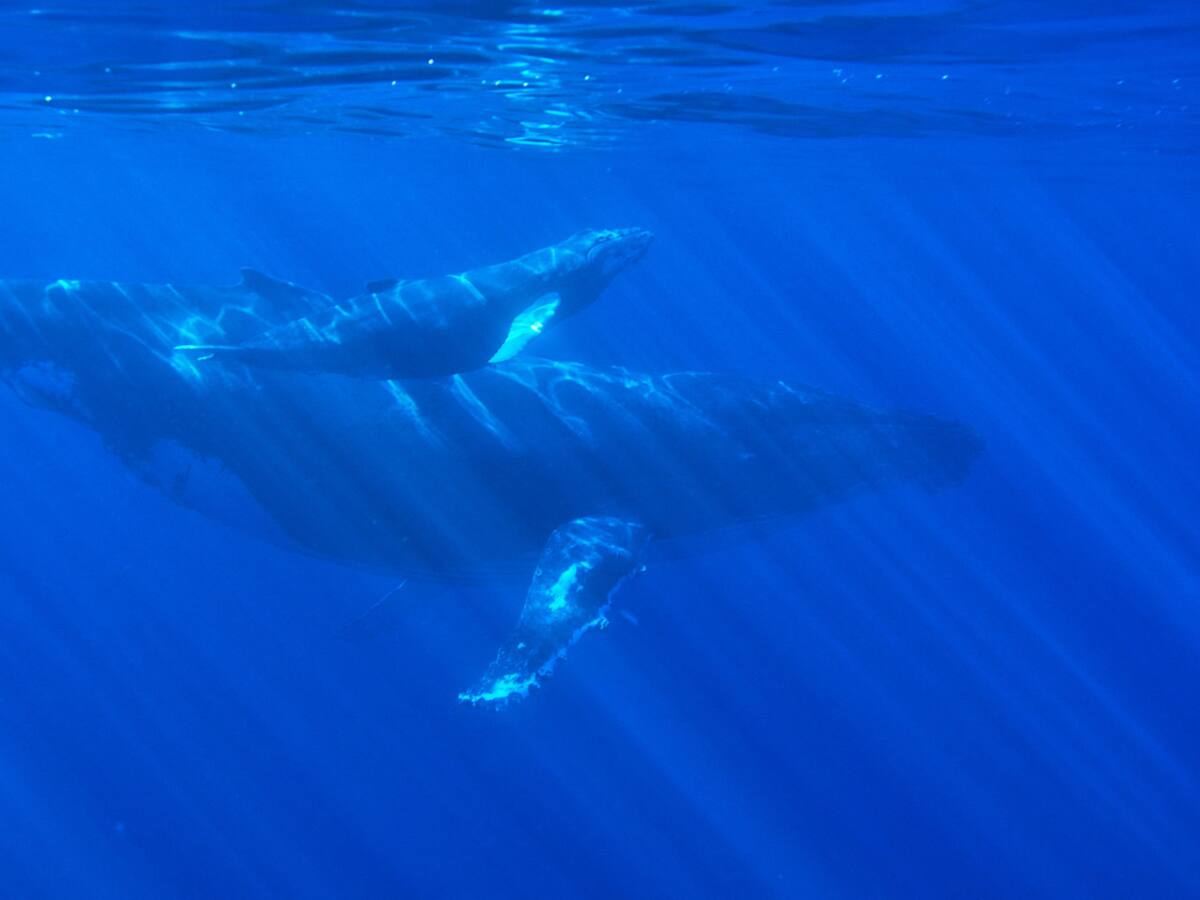 Ballenas. Foto: Unsplash