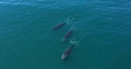 Ballenas Patagonia Azul. Foto: Rewilding Argentina